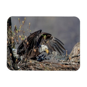 Íman Bald Eagle com seu bebê