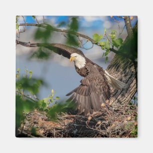 Íman Bald Eagle deixando o ninho