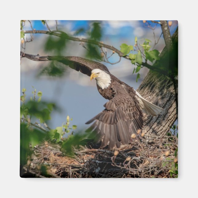 Íman Bald Eagle deixando o ninho (Frente)