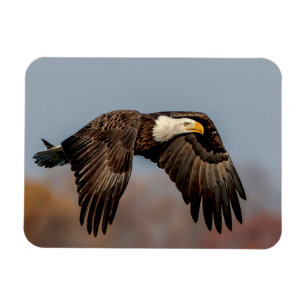 Íman Bald Eagle em voo