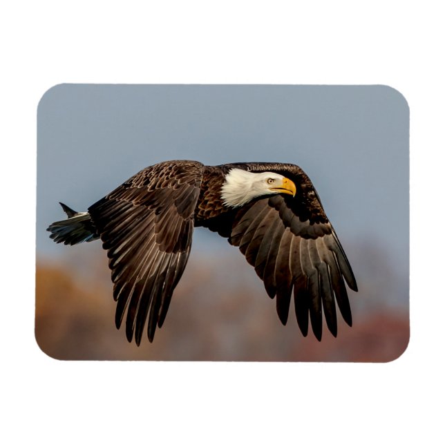 Íman Bald Eagle em voo (Horizontal)