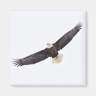 Íman Bald Eagle em voo
