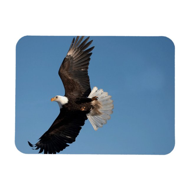 Íman Bald Eagle em Voo (Horizontal)