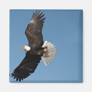 Íman Bald Eagle em Voo