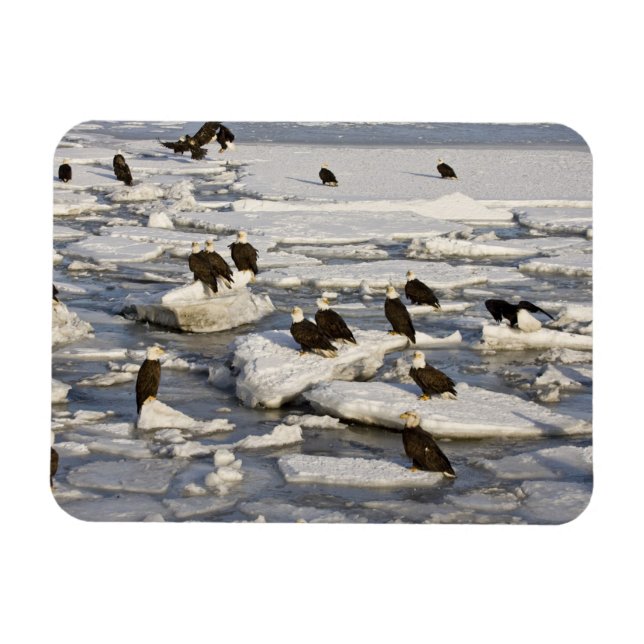 Íman Bald Eagle, Haliaeetus leucocephalus, Homer, 2 (Horizontal)