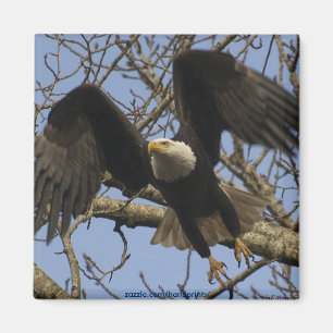 Íman Bald Eagle Magnet