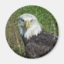 Bald Eagle Magnet