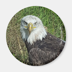 Íman Bald Eagle Magnet