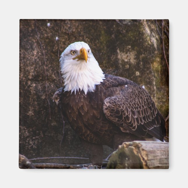 Íman Bald Eagle Magnet (Frente)