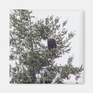 Íman Bald Eagle P2825