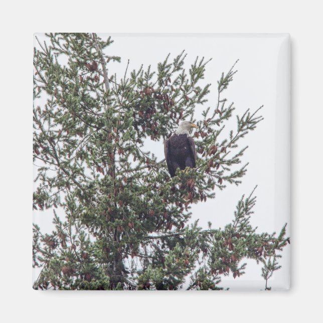 Íman Bald Eagle P2825 (Frente)