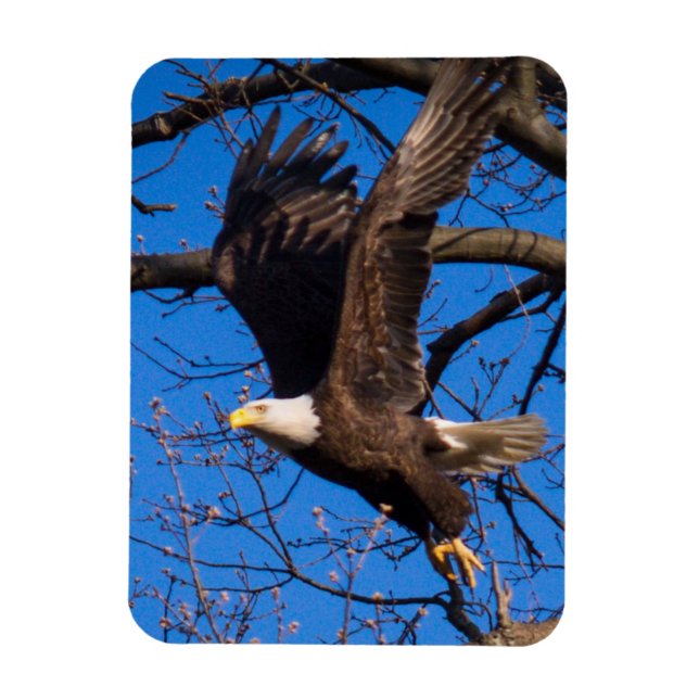 Íman Bald Eagle Sair (Vertical)