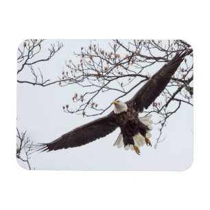 Íman Bald Eagle Wingspread