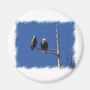 Íman Bald Eagles