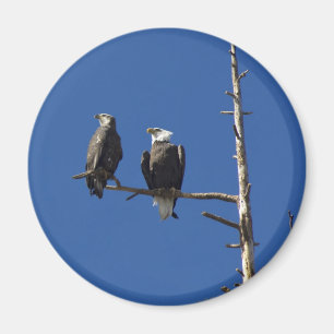 Íman Bald Eagles