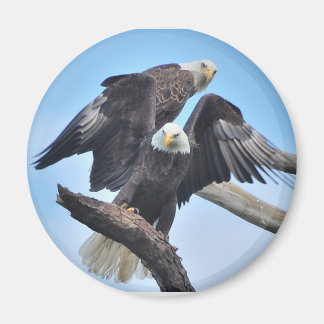 Íman Bald Eagles