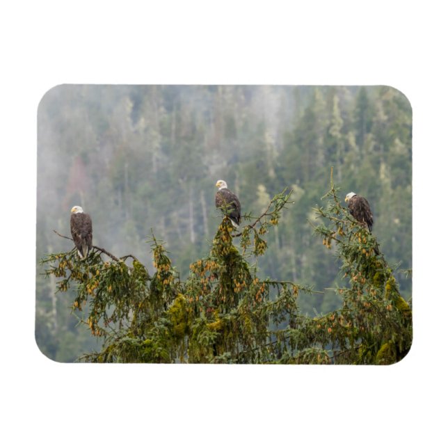 Íman Bald Eagles | Floresta Nacional do Alasca em Tonga (Horizontal)