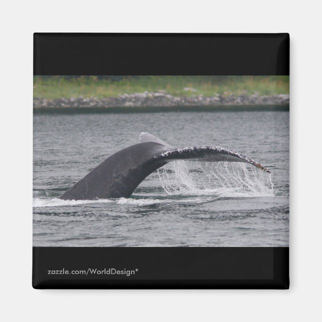 Íman Baleia (Frente)