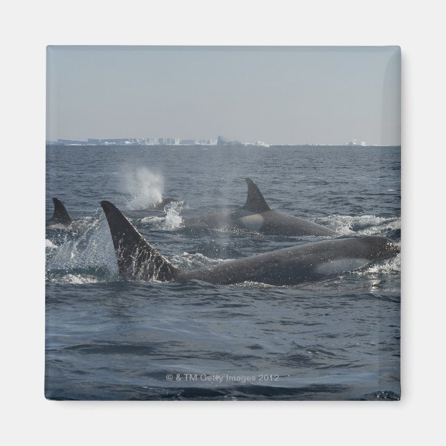 Íman baleia assassina (Frente)