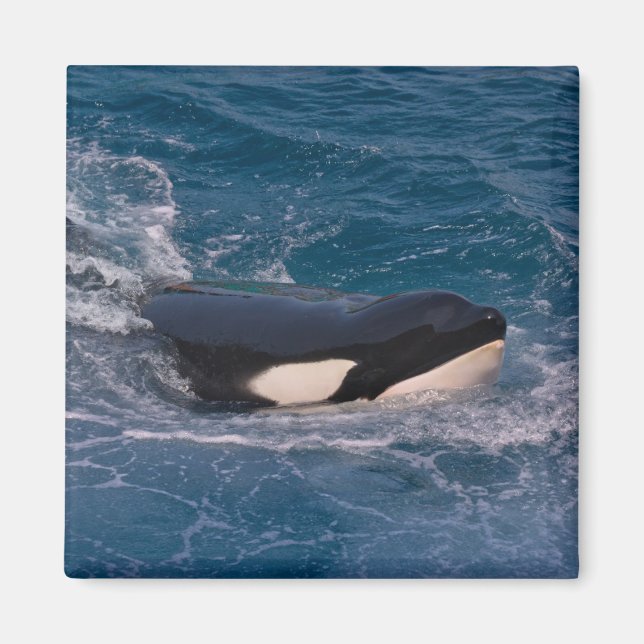 Íman Baleia assassina nadando (Frente)