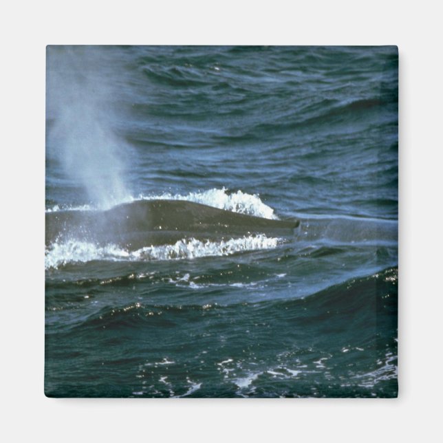 Íman Baleia azul (Frente)