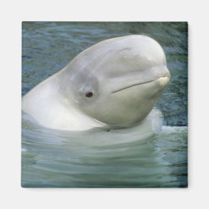 Íman Baleia Beluga, Delphinapterus leucas)