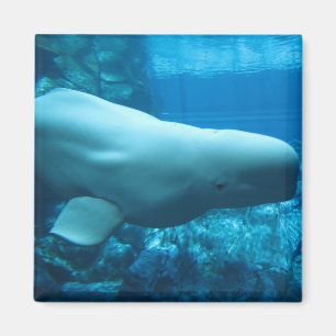 Íman Baleia brincalhão bonito da beluga no aquário em