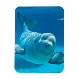 Íman Baleia da beluga