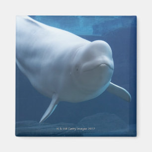 Íman Baleia da beluga (leucas do Delphinapterus)