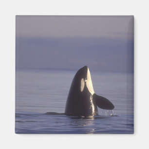 Íman Baleia de assassino da orca de Spyhopping (orcinus