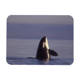 Íman Baleia de assassino da orca de Spyhopping (orcinus