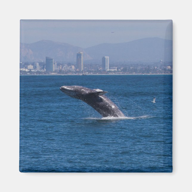 Íman Baleia de época (Frente)