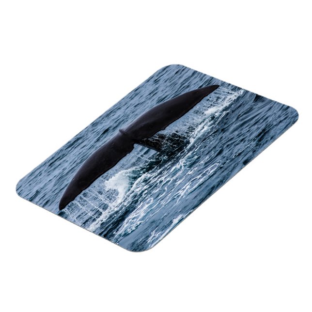 Íman Baleia de esperma (Left Side)