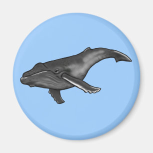Íman baleia de humpback