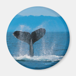 Íman Baleia de Humpback