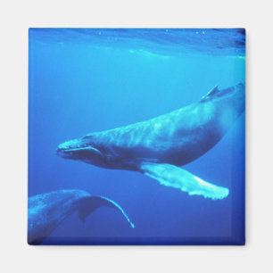 Íman Baleia de Humpback