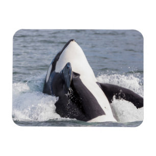 Íman Baleia Orca saltando