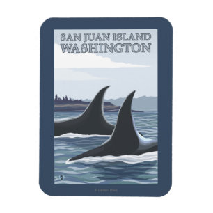Íman Baleias #1 da orca - ilha de San Juan, Washington
