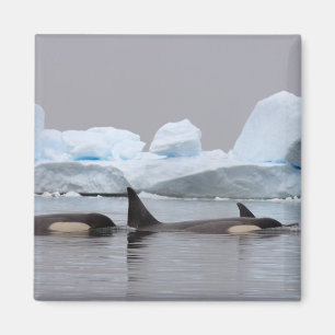 Íman baleias assassinas (orcás), Orcinus orca, cardume