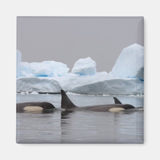 Íman baleias assassinas (orcás), Orcinus orca, cardume (Frente)
