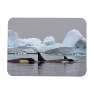Íman baleias assassinas (orcás), Orcinus orca, grupo