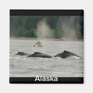 Íman Baleias de Alaska