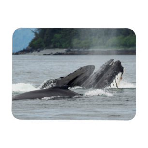 Íman Baleias de Humpback de alimentação