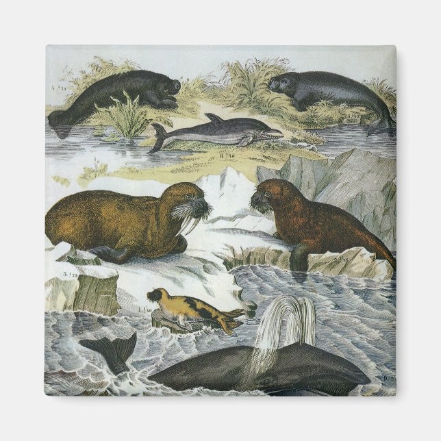 Íman Baleias-Vintage, focas e valsas, animais marinhos (Frente)