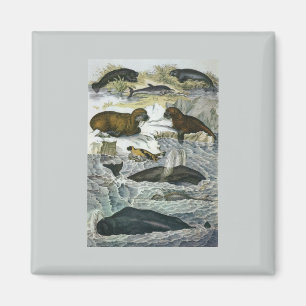 Íman Baleias-Vintage, focas e valsas, animais marinhos