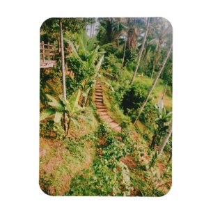 Íman Bali, floresta tropical
