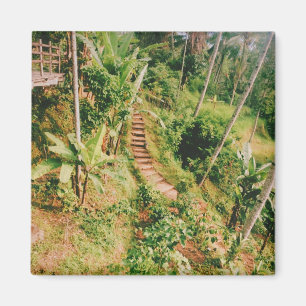 Íman Bali, floresta tropical