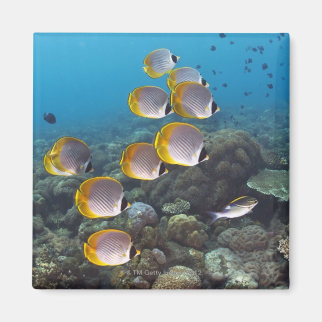 Íman Bali, Indonésia (Frente)