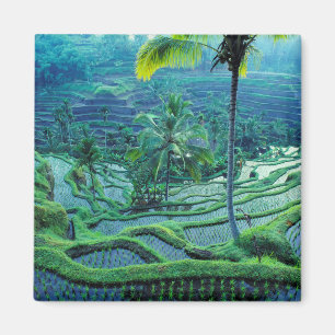 Íman Bali   Visão geral das Terracas de Arroz