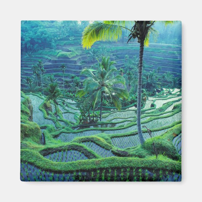 Íman Bali | Visão geral das Terracas de Arroz (Frente)